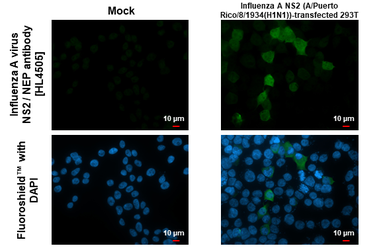 Anti-Influenza A virus NS2 / NEP antibody [HL4505] used in Immunocytochemistry/ Immunofluorescence (ICC/IF). GTX644075